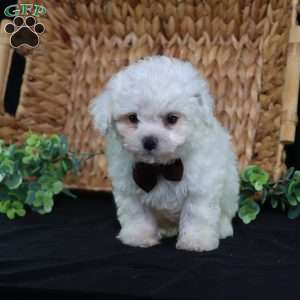 Nicky (Tiny), Bichon Frise Puppy